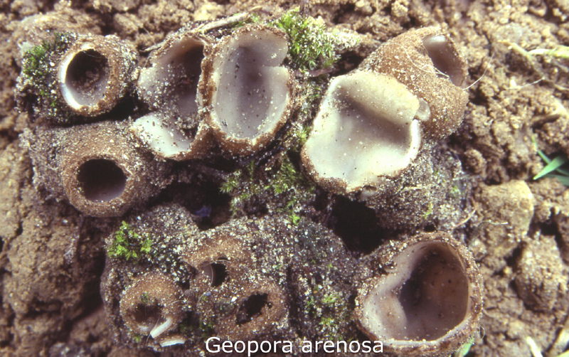 Sepultaria arenicola-amf45.jpg - Sepultaria arenicola ; Syn1: Geopora arenosa ; Syn2: Geopora arenicola ; Non français: Pézize des sables